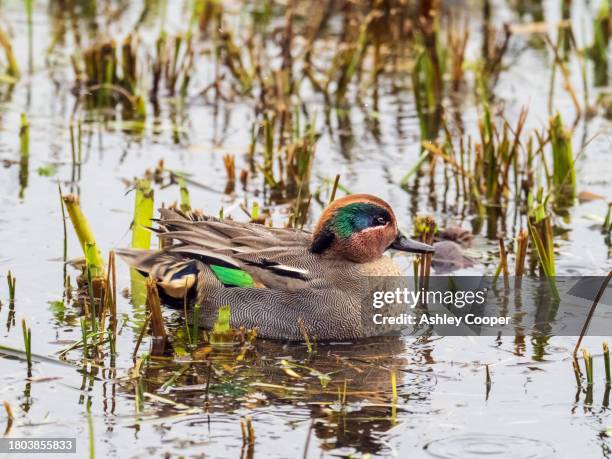 a male teal, anas crecca at leighton moss in silverdale, lancashire, uk in torrential rain and wind. - silverdale lancashire stock pictures, royalty-free photos & images