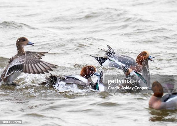 eurasian wigeon, anas penelope fighting at leighton moss in silverdale, lancashire, uk. - silverdale lancashire stock pictures, royalty-free photos & images