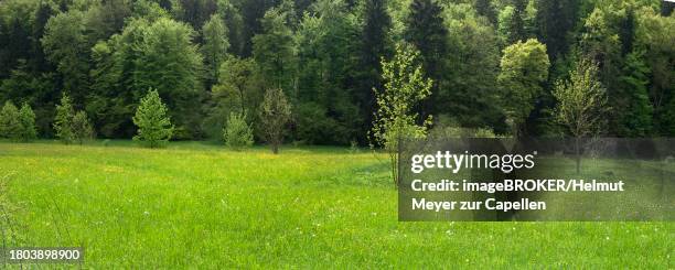 forest and meadows in spring, doos, upper franconia, bavaria, germany - doos stock pictures, royalty-free photos & images