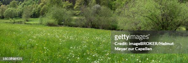 forest and meadows in spring, doos, upper franconia, bavaria, germany - doos stock-fotos und bilder