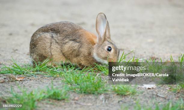 Crouched Rabbit Coney Rabbit Photos and Premium High Res Pictures - Getty Images