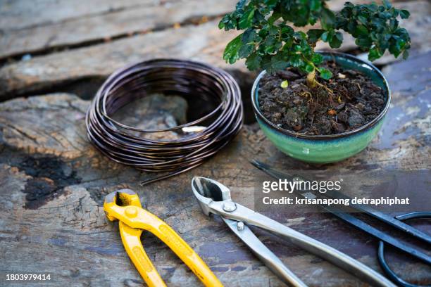 bonsai equipment, pruning scissors - bonsai tree stock pictures, royalty-free photos & images