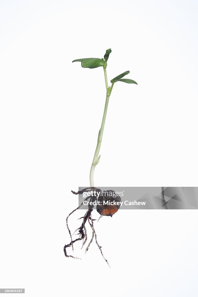Studio shot of young broad bean plant and roots