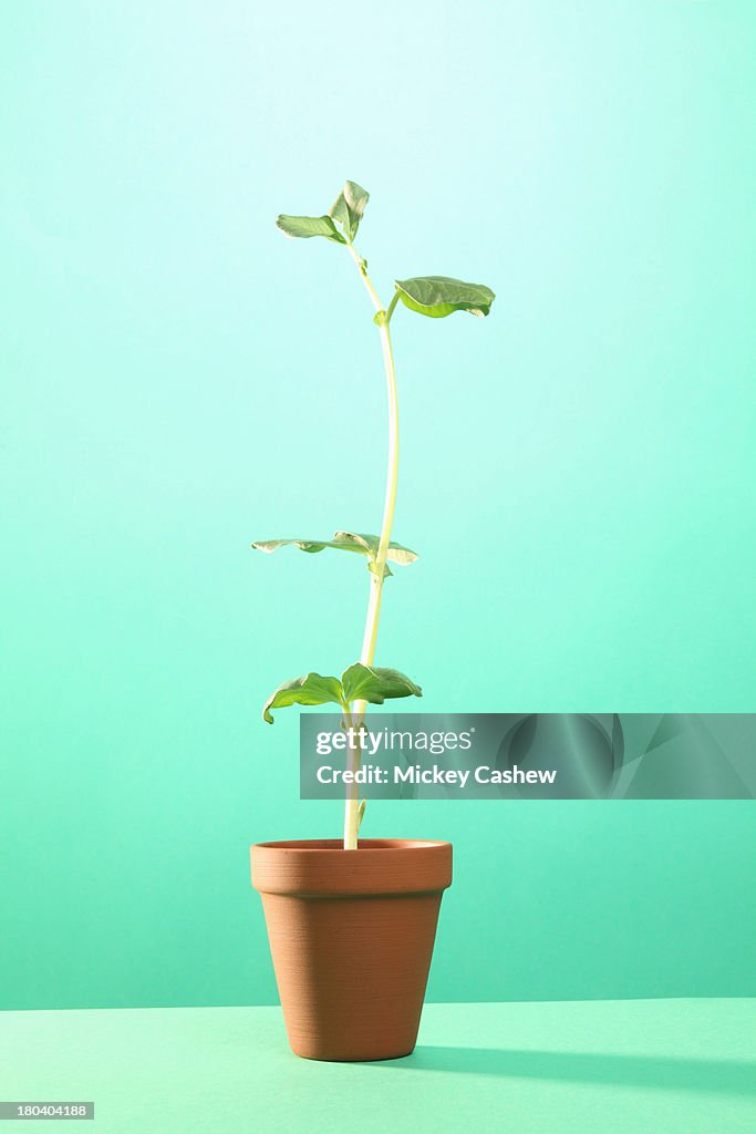 Studio shot of young broad bean plant in terracotta pot