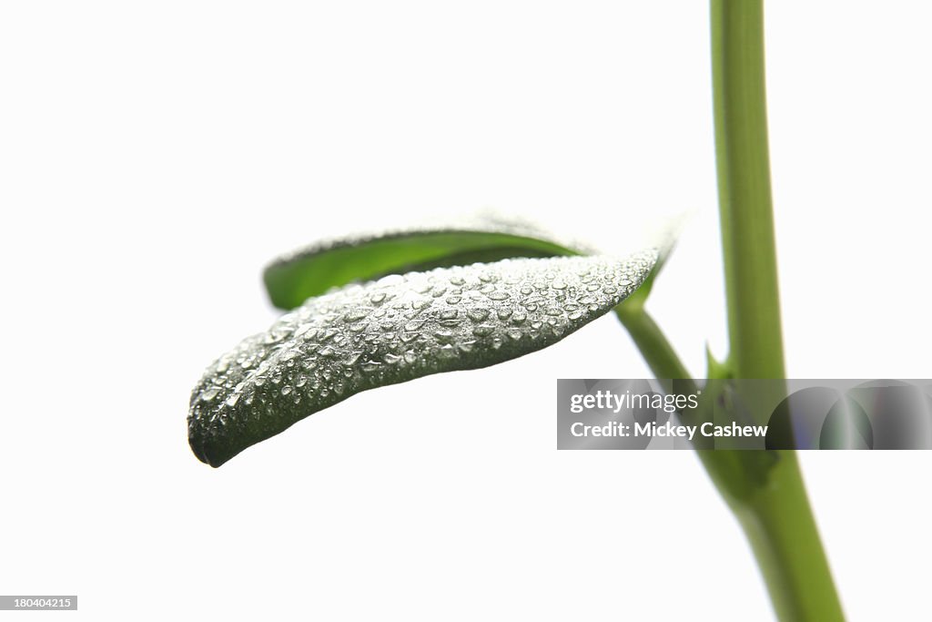 Close up detail of broad bean leaf and water droplets