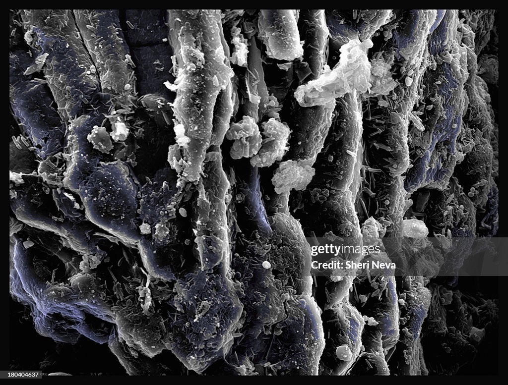 Ground pepper, SEM, color enhanced