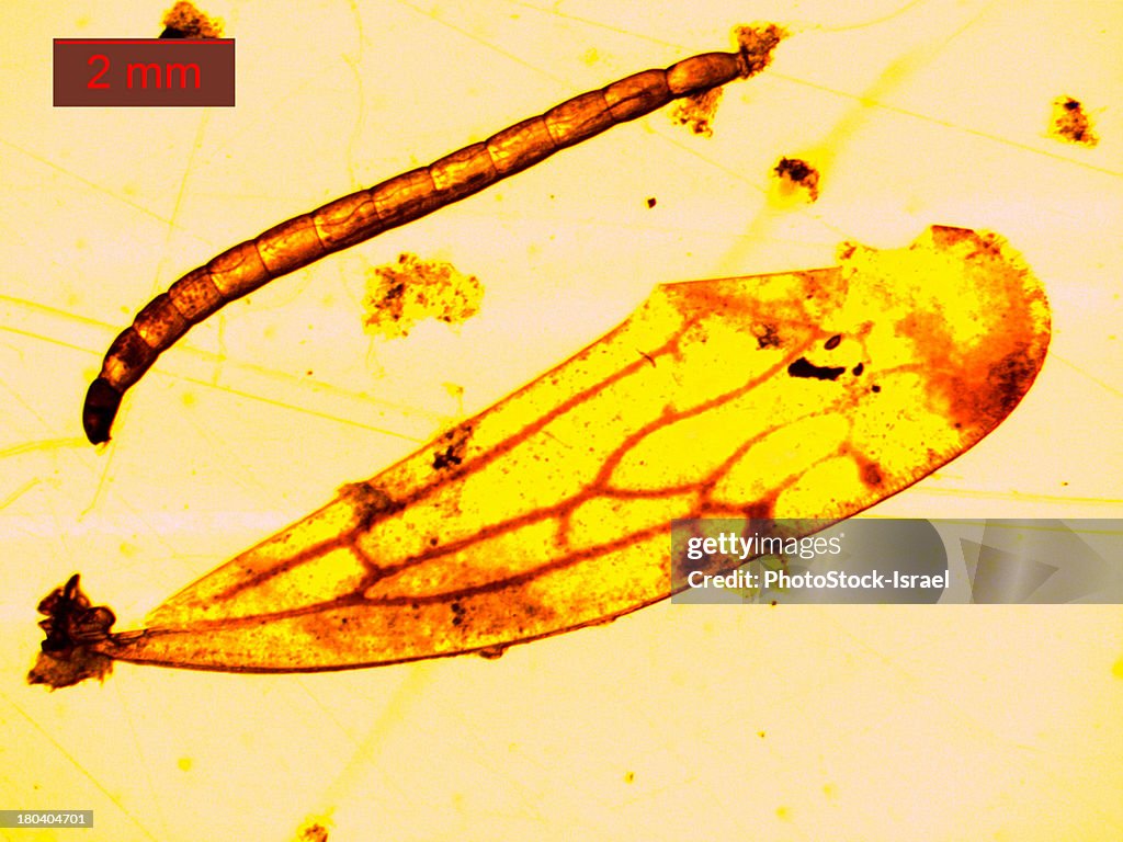 Mosquito larva under a microscope