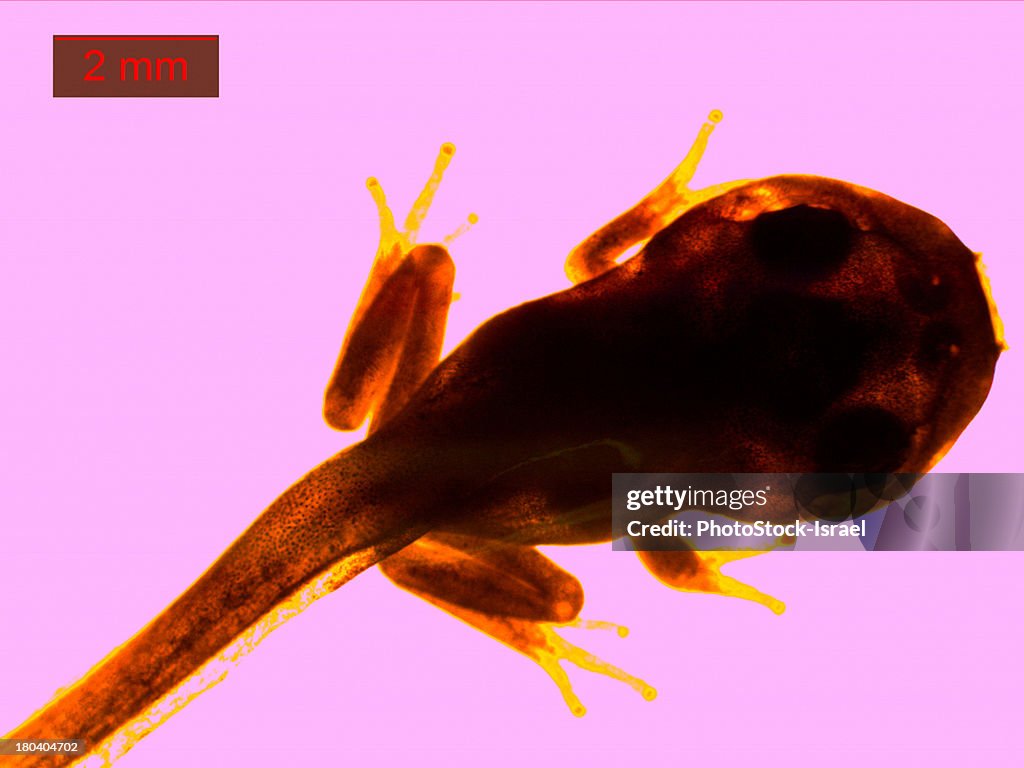 Microscopic image of Middle East tree frog (Hyla savignyi), tadpole