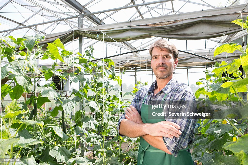 Portrait of organic farmer next to cucumber plants in polytunnel