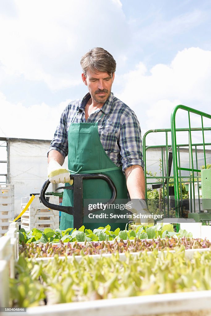 Organic farmer with trays of seedlings