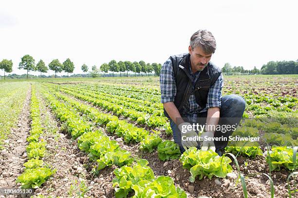 organic farmer harvesting lettuce - grüner handschuh stock-fotos und bilder