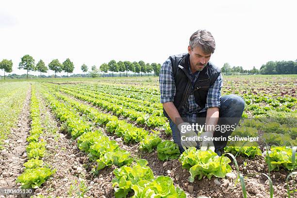 organic farmer harvesting lettuce - control pants foto e immagini stock