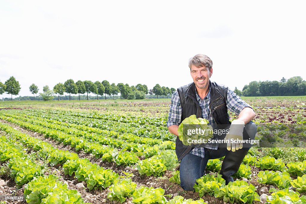 Portrait of organic farmer harvesting lettuce