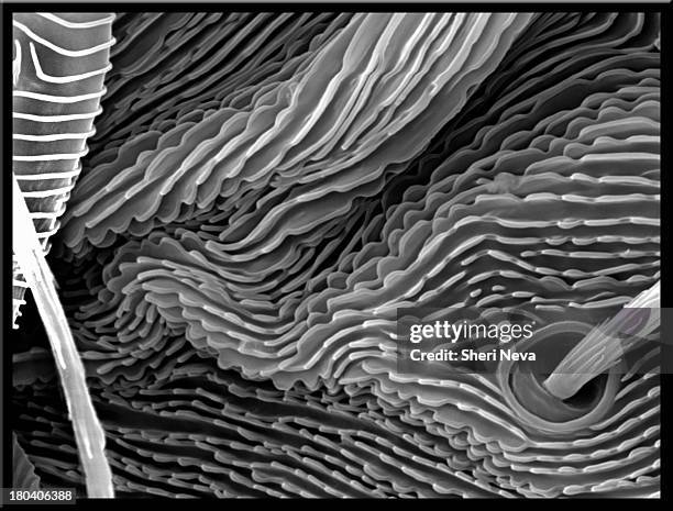 Spring Tails Sem 57 Springtail Stock Photos, High-Res Pictures, and Images - Getty Images