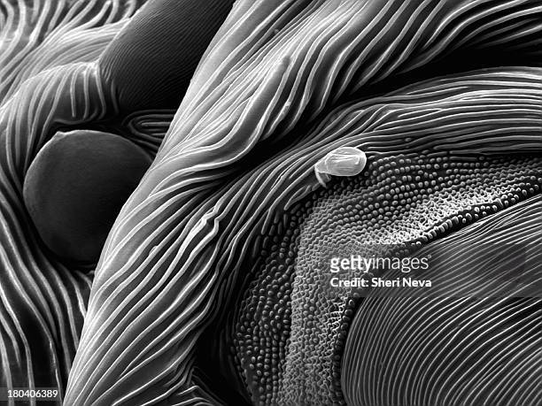 mite eye, sem - electron microscope micrographs stock pictures, royalty-free photos & images