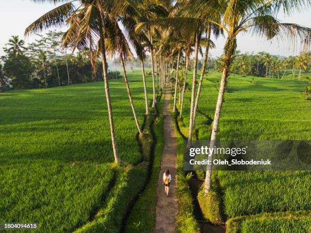 vista aérea de una mujer en la carretera rodeada de cocoteros que atraviesa los arrozales - campo de arroz fotografías e imágenes de stock