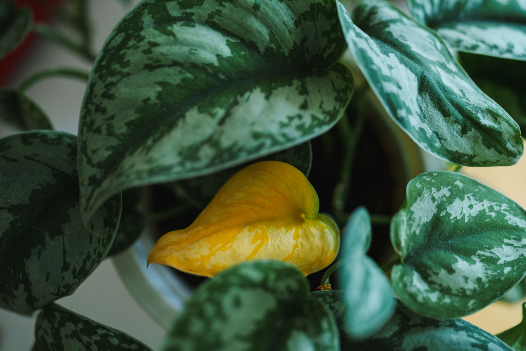 plant disease