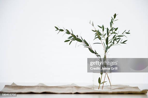 studio shot of eucalyptus twig in glass vase - eucalyptus tree - fotografias e filmes do acervo