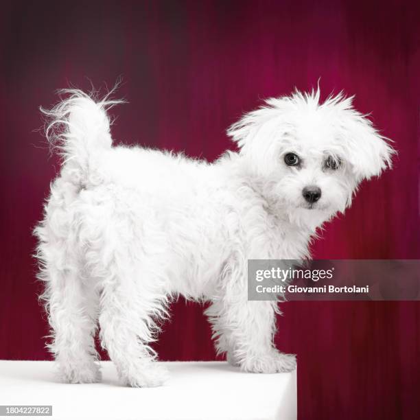 portrait of white dog - bichon stock-fotos und bilder
