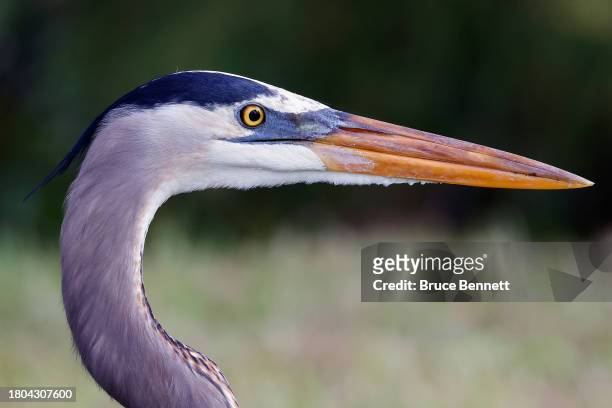 Great blue heron populates at the Green Cay Nature Preserve on November 16, 2023 in Boynton Beach, Florida, United States. The warm and humid...