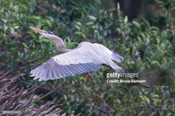Great blue heron populates at the Green Cay Nature Preserve on November 16, 2023 in Boynton Beach, Florida, United States. The warm and humid...