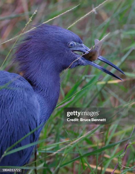 Blue Heron eats a fish at the Green Cay Nature Preserve on November 16, 2023 in Boynton Beach, Florida, United States. The warm and humid temperature...