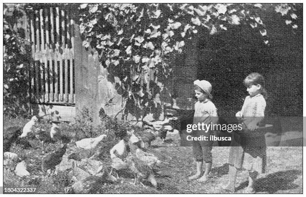 antique image of hampden county, massachusetts: children feeding chickens - 19 century town girl stock illustrations