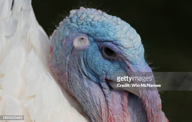Liberty the National Thanksgiving turkey is pardoned by U.S. President Joe Biden during a ceremony on the South Lawn of the White House on November...