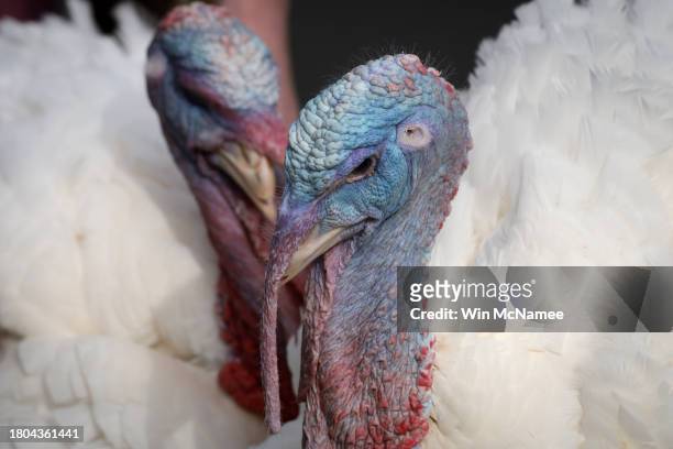 The National Thanksgiving turkeys Liberty and Bell wait to be pardoned by U.S. President Joe Biden during a ceremony on the South Lawn of the White...