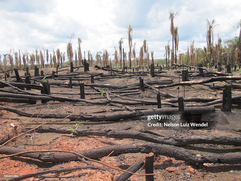 Deforestation in Amazon