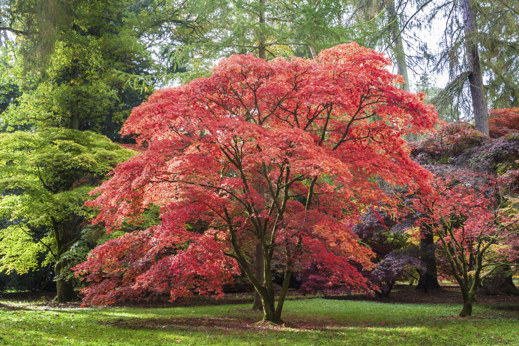 westonbirt arboretum
