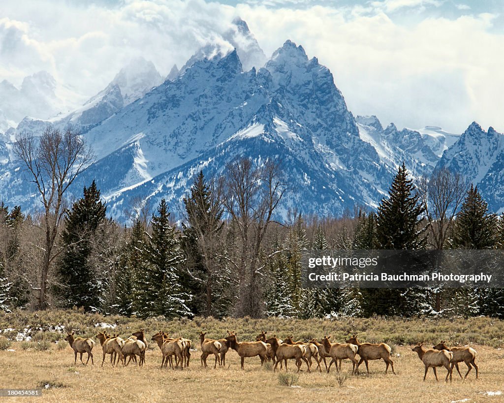 Elk herd in Grand Teton National Park