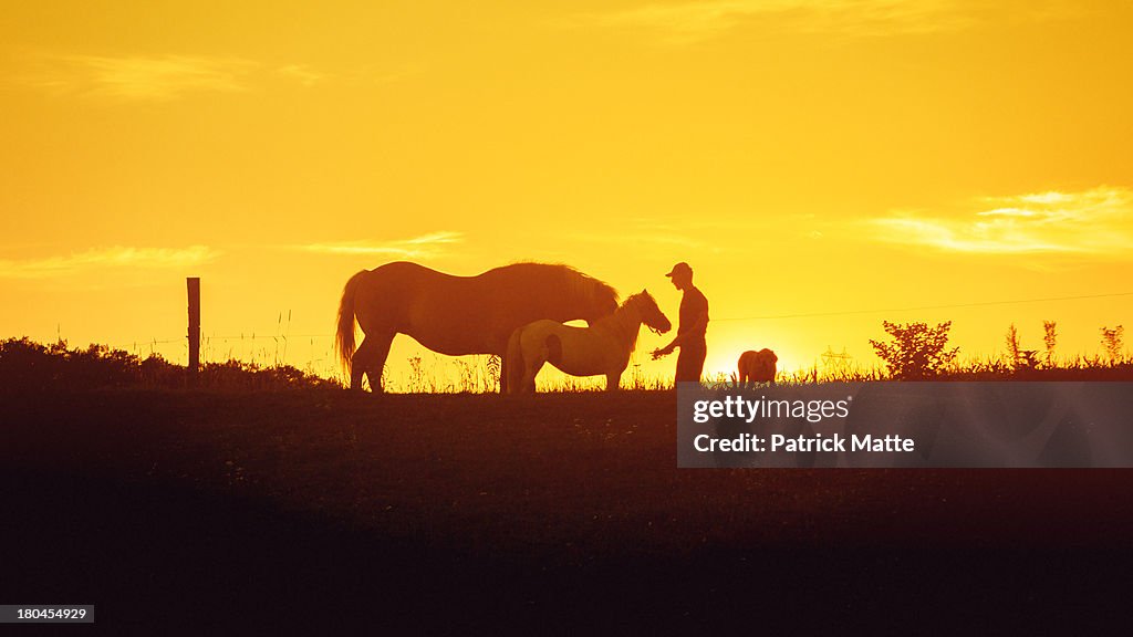 Horse and pony silhouette