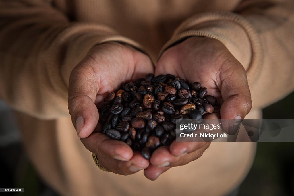 Civet Coffee In Indonesia