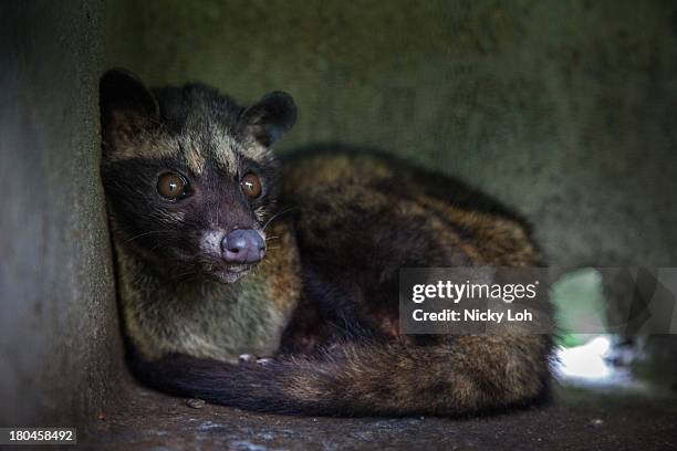 Civet cat looks out from a cage inside a 'Kopi Luwak' or Civet coffee farm and cafe on May 28, 2013 in Tampaksiring, Bali, Indonesia. World Society...