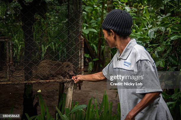 Caretaker feeds coffee seeds to a civet cat inside a 'Kopi Luwak' or Civet coffee farm and cafe on May 27, 2013 in Tampaksiring, Bali, Indonesia....