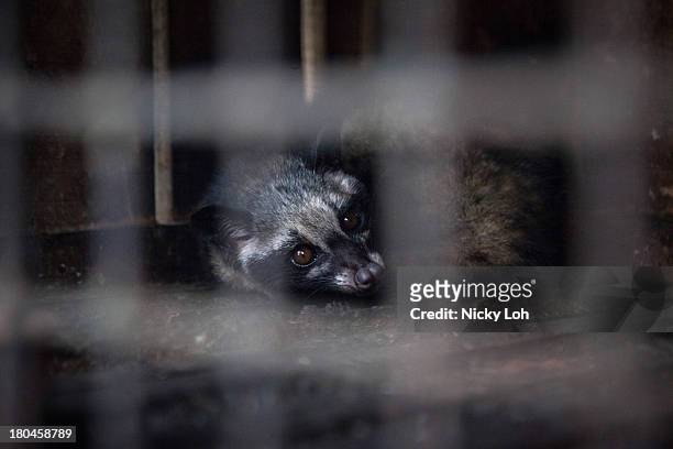 Civet cat looks out from a cage inside a 'Kopi Luwak' or Civet coffee farm and cafe on May 27, 2013 in Tampaksiring, Bali, Indonesia. World Society...