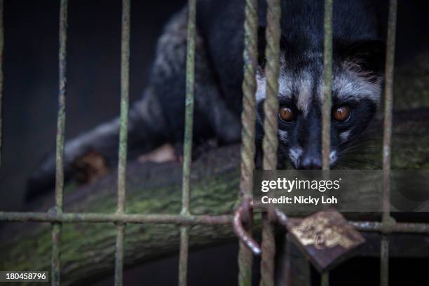 Civet cat looks out from a cage inside a 'Kopi Luwak' or Civet coffee farm and cafe on May 27, 2013 in Tampaksiring, Bali, Indonesia. World Society...