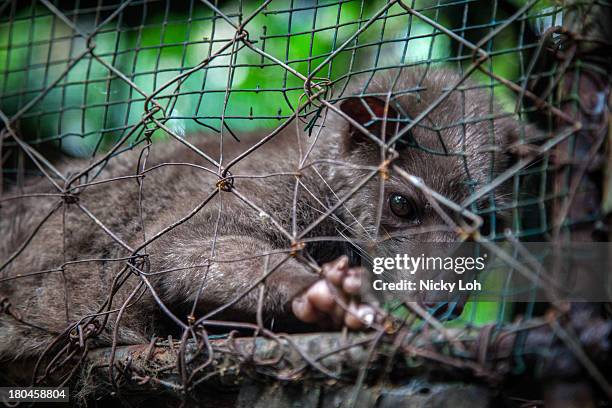Civet cat looks out from a cage inside a 'Kopi Luwak' or Civet coffee farm and cafe on May 27, 2013 in Tampaksiring, Bali, Indonesia. World Society...