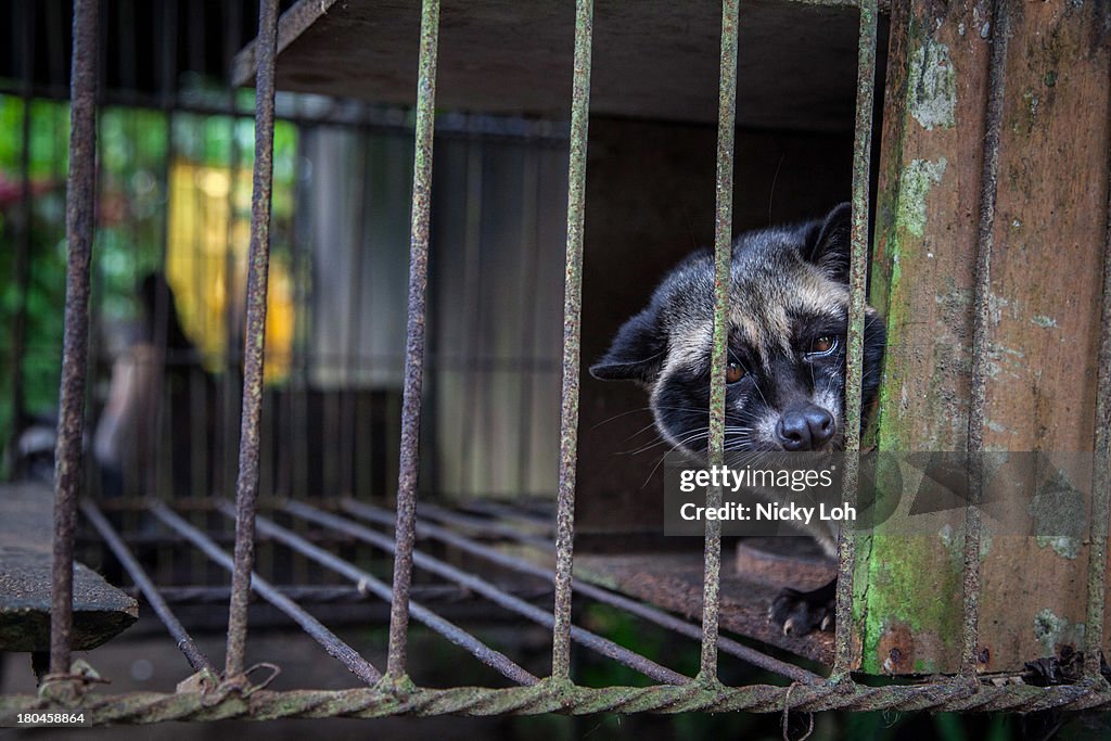 Civet Coffee In Indonesia