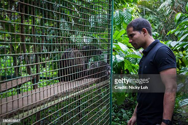Neil observes a civet cat in a cage inside a 'Kopi Luwak' or Civet coffee farm and cafe on May 27, 2013 in Tampaksiring, Bali, Indonesia. World...