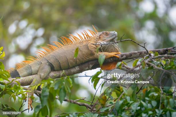 spiny tailed iguana posing on tree branch - parking log stock pictures, royalty-free photos & images