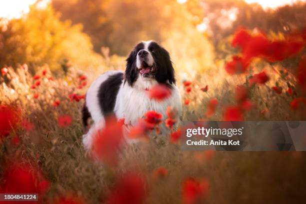 landseer dog in wildflowers - newfoundlandshund bildbanksfoton och bilder