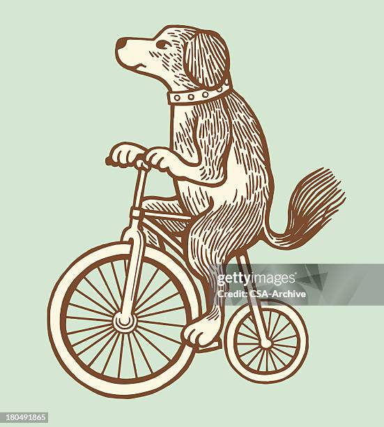 dog riding a bike - bicycle stock illustrations