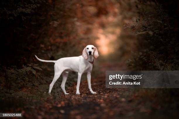 porcelaine hound breed dog - perro de caza fotografías e imágenes de stock