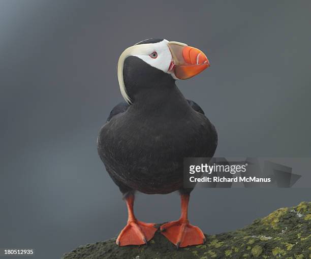 tufted puffin on grey background. - tufted puffin stock pictures, royalty-free photos & images