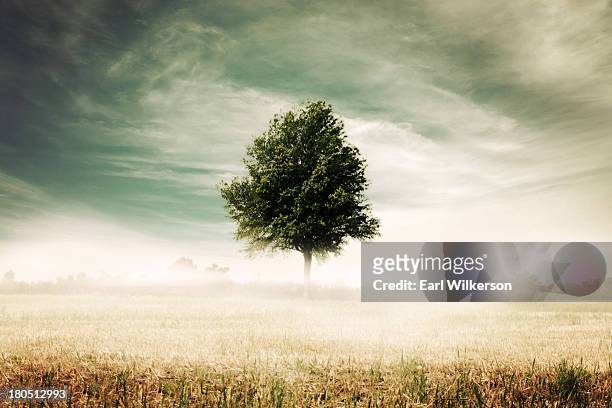 misty landscape - árvore isolada - fotografias e filmes do acervo