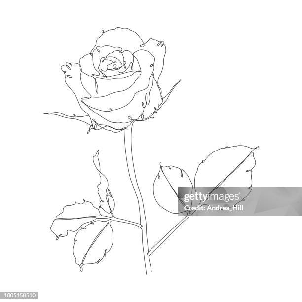 rose continuous line drawing with editable stroke - rose line stock illustrations
