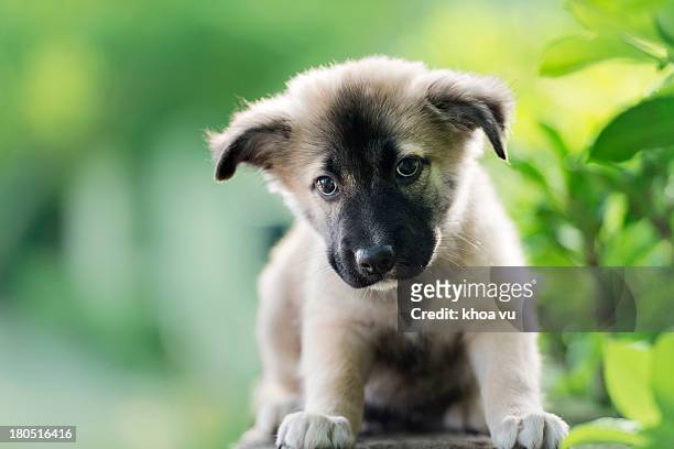 curious fella - german shepherd sitting stock pictures, royalty-free photos & images