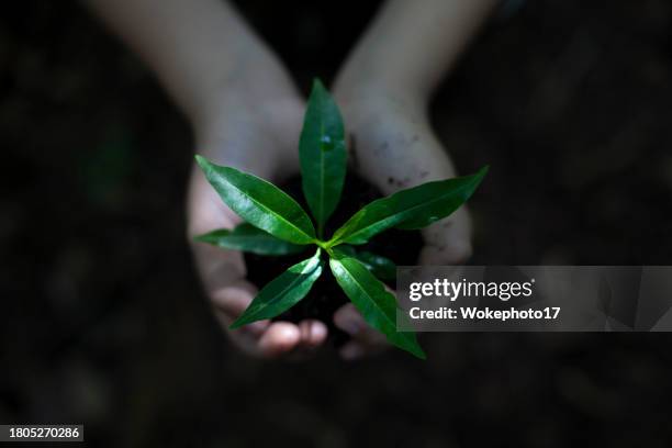 hands holding plants over soil land, sustainable - releasing stock pictures, royalty-free photos & images